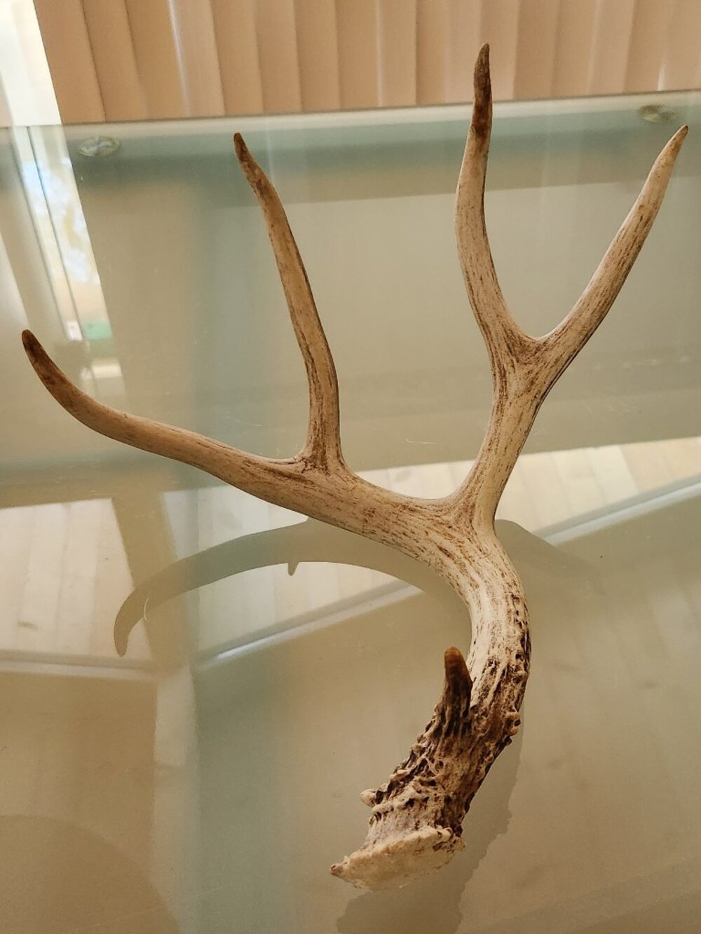 Natural and Authentic - Naturally Shed Deer Antler